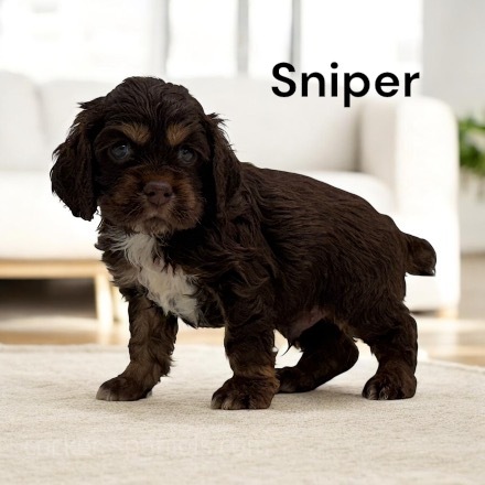 puppy, for, sale, Cocker Spaniel, Joe & Cherri  Overlease, dog, breeder, Miller, MO, dog-breeder, puppy-for-sale, forsale, nearby, find, puppyfind, locator, puppylocator, aca